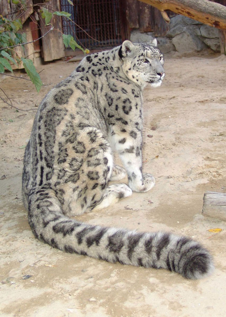 Tutto il più interessante sul leopardo delle nevi