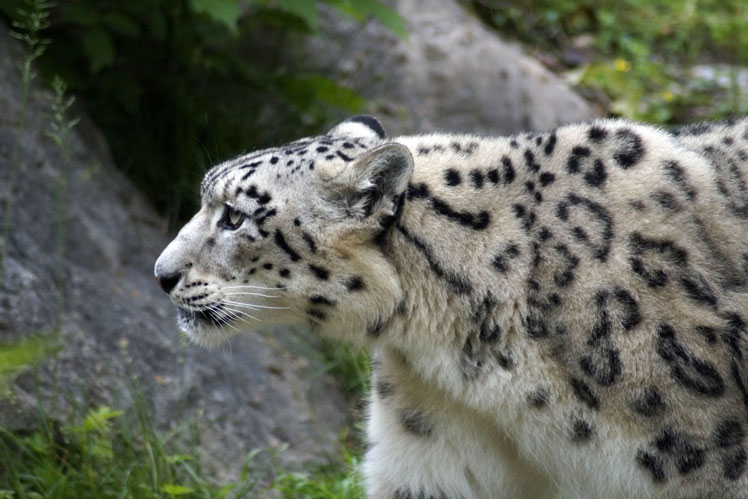 Tutto il più interessante sul leopardo delle nevi
