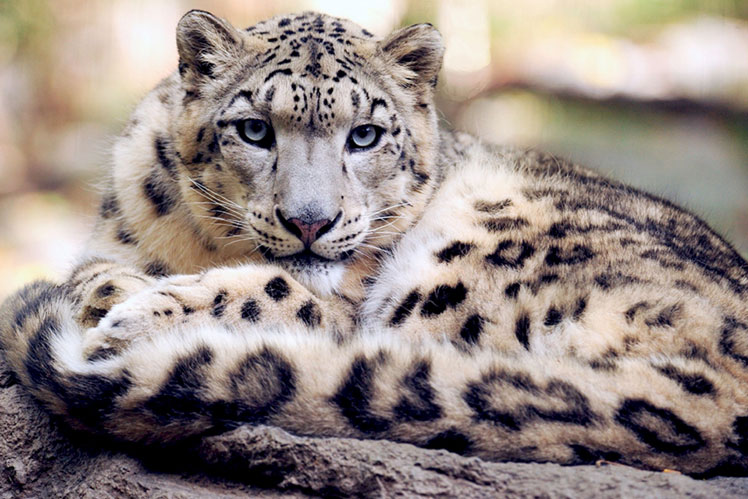 Tout ce qu'il y a de plus intéressant sur le léopard des neiges