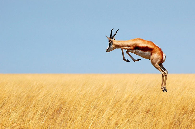 Springbok (springbok) ou antílope saltador