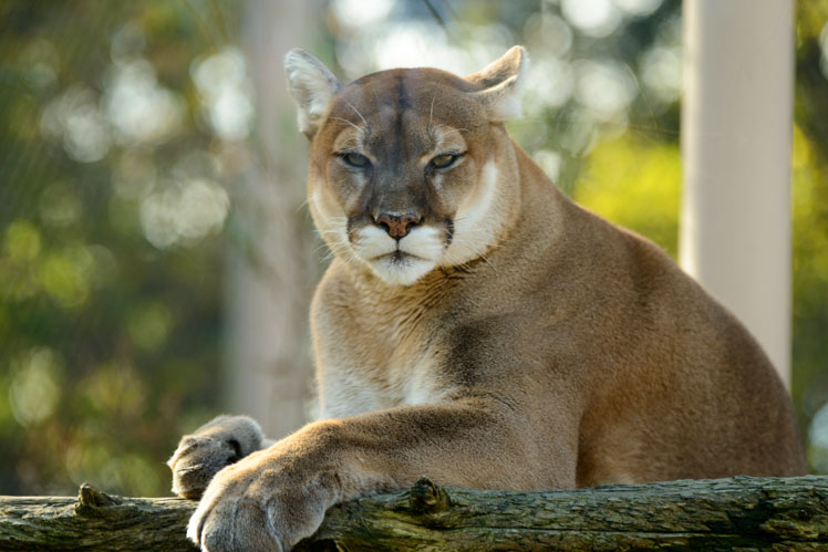 Puma（或美洲狮，或美洲狮）| 美洲狮 (Puma)