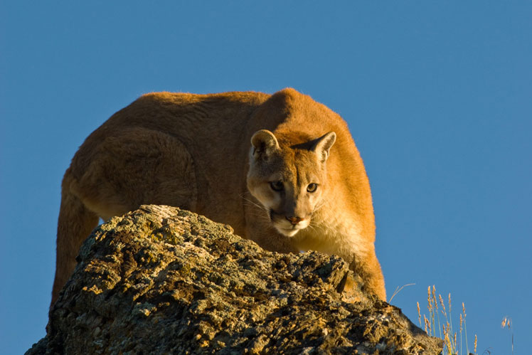 Πούμα (ή κούγκαρ, ή λιοντάρι του βουνού) | Cougar (Puma)