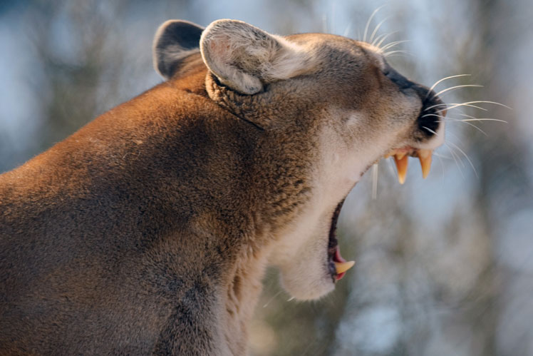 Puma (eller puma, eller bergslejon) | Cougar (Puma)