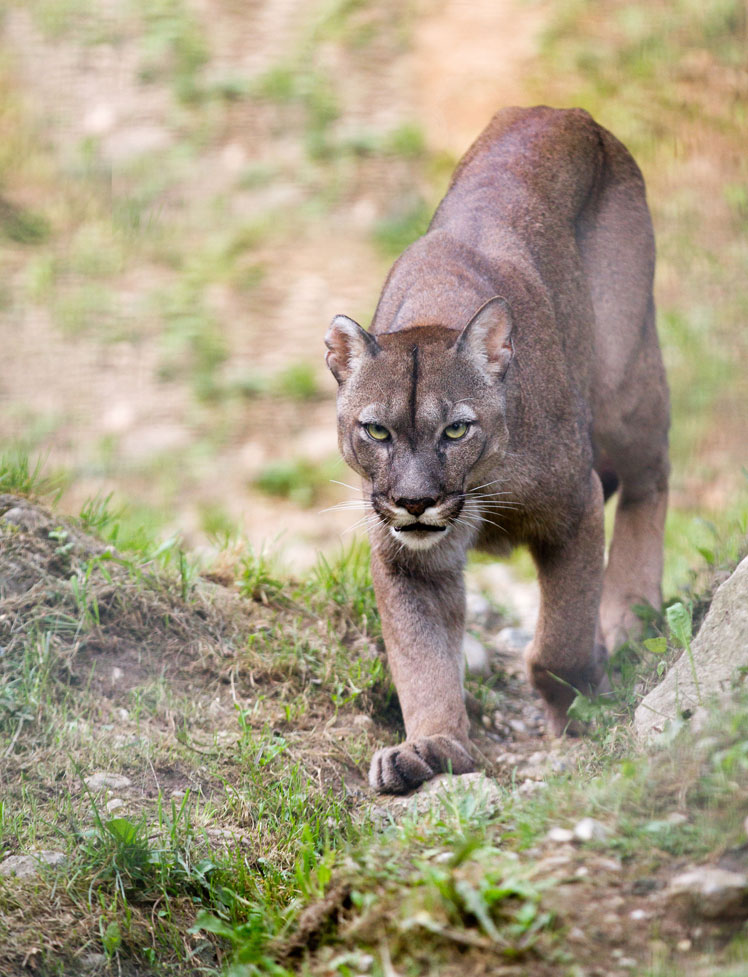 Πούμα (ή κούγκαρ, ή λιοντάρι του βουνού) | Cougar (Puma)