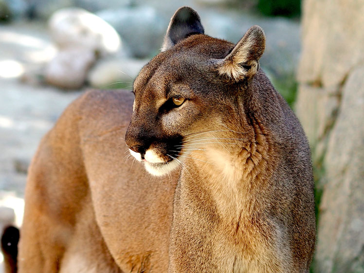 Puma (eller puma, eller bergslejon) | Cougar (Puma)