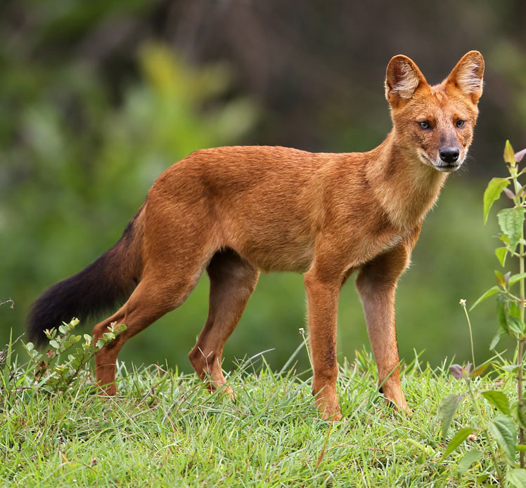 Roter Wolf oder Bergwolf oder Dhol (Dhole)