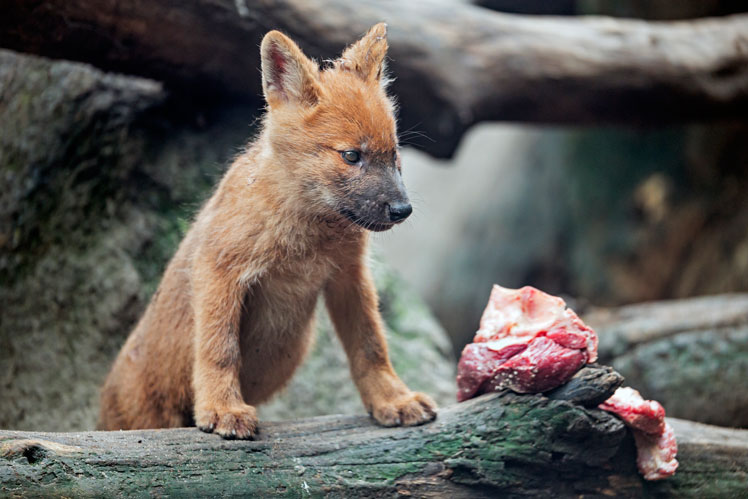 Roter Wolf oder Bergwolf oder Dhol (Dhole)