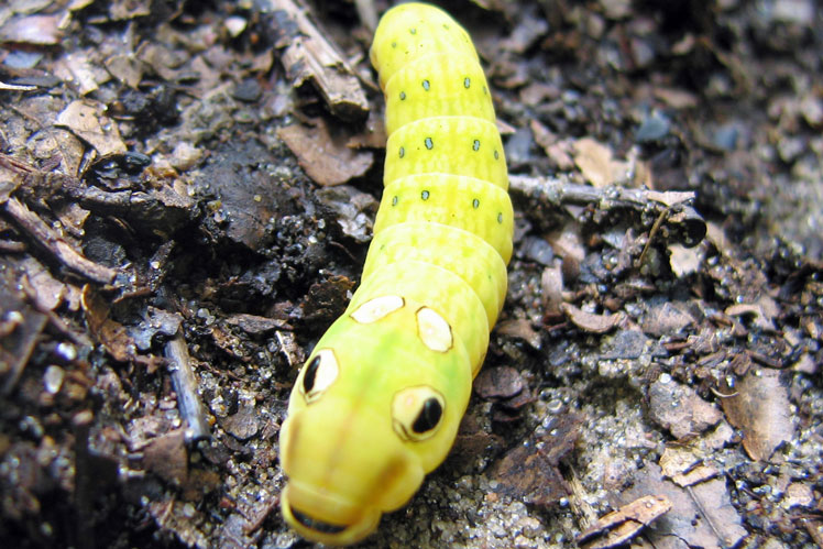 Ulat meniru ular (ulat machaon disebut "pas" (papilio troilus))