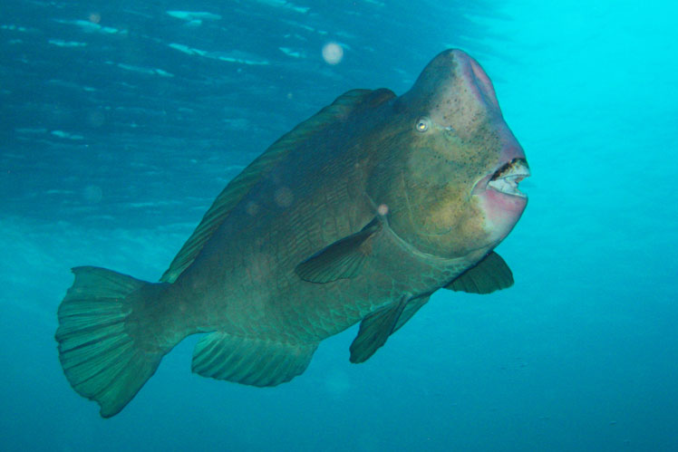 Зелена шишкілоба риба-папуга, або шишкілобий болбометопон (Green humphead parrotfish)