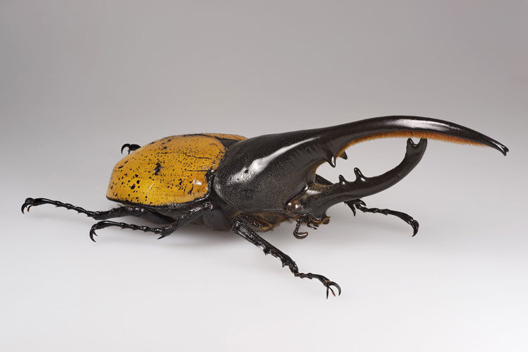 Жук-геркулес (hercules beetle)
