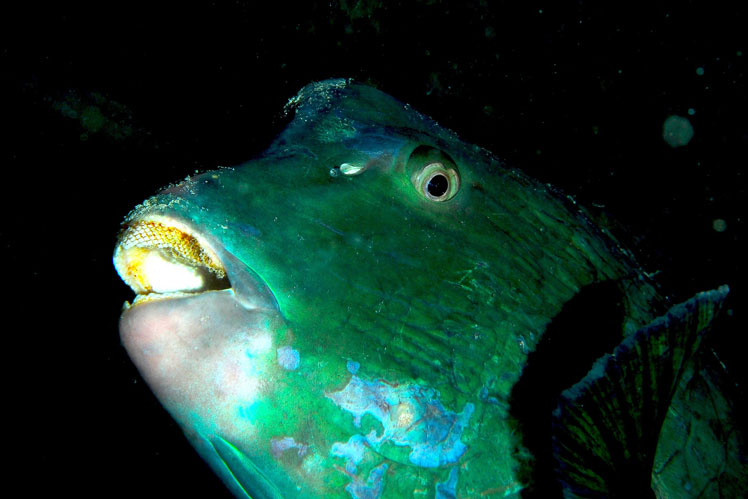 Зелена шишкілоба риба-папуга, або шишкілобий болбометопон (Green humphead parrotfish)