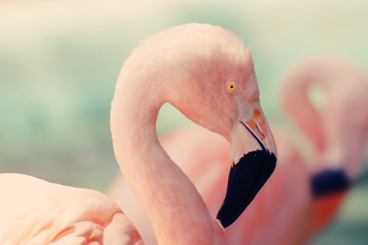 Minden, amit a flamingókról tudni kell