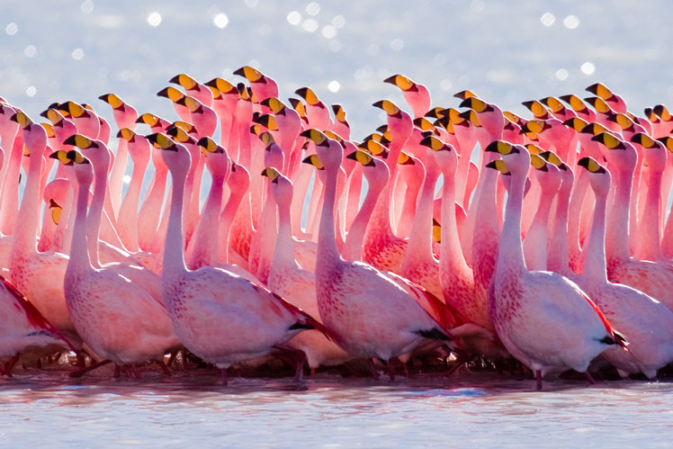 Minden, amit a flamingókról tudni kell