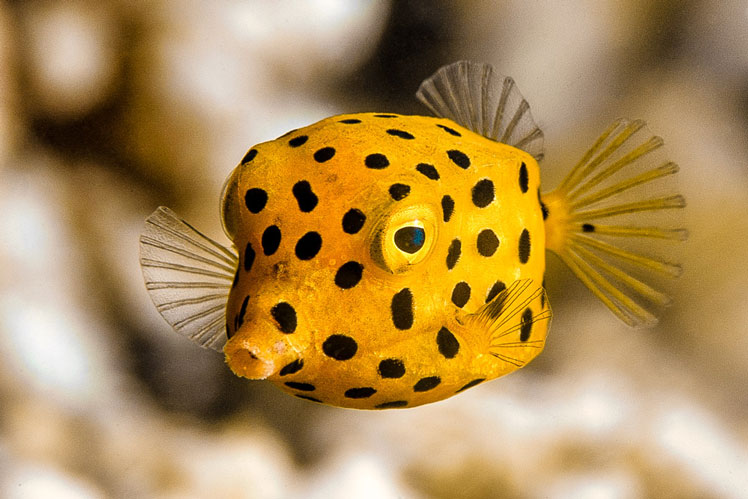 Body-cube, vagy sárga boxfish (sárga boxfish)