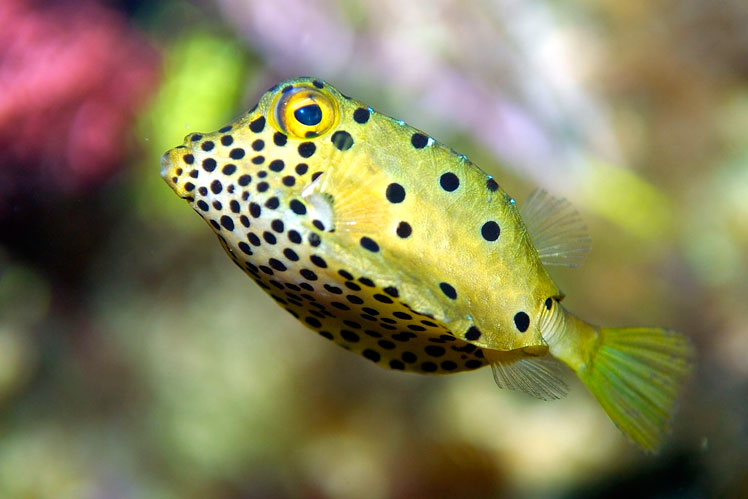 Кузовок-кубик, або жовта риба-коробка (Yellow boxfish)