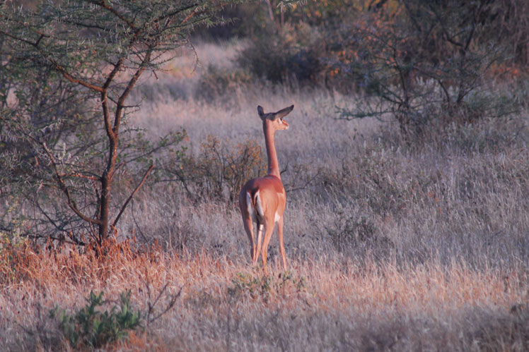 Gacela jirafa, o gerenuk (gerenuk)