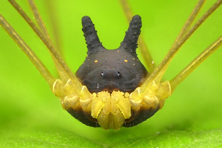 Паук-кролик или паук-волк, сенокосец-кролик (bunny harvestman), Metagryne bicolumnata