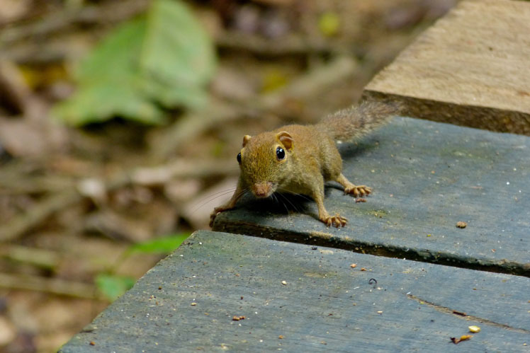 Наименьшая карликовая белка (least pygmy squirrel), также известная как обыкновенная карликовая белка