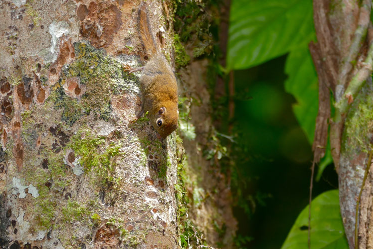 O menor esquilo pigmeu (menor esquilo pigmeu), também conhecido como o esquilo pigmeu comum