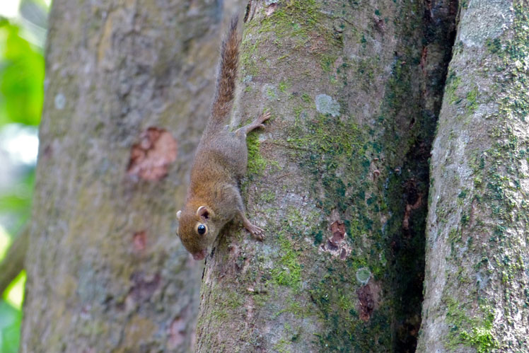 Наименьшая карликовая белка (least pygmy squirrel), также известная как обыкновенная карликовая белка