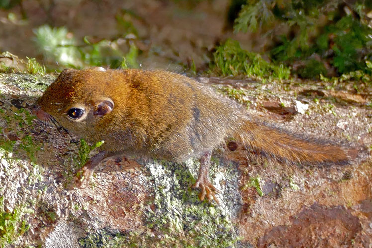 Наименьшая карликовая белка (least pygmy squirrel), также известная как обыкновенная карликовая белка