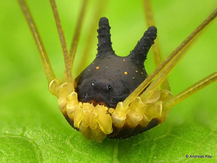 Паук-кролик или паук-волк, сенокосец-кролик (bunny harvestman), Metagryne bicolumnata