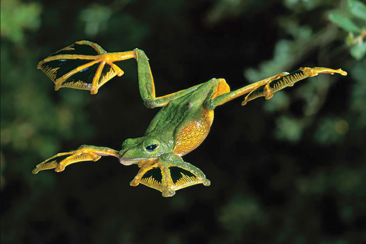 Летающая лягушка, планирующая лягушка (flying frog or gliding frog)