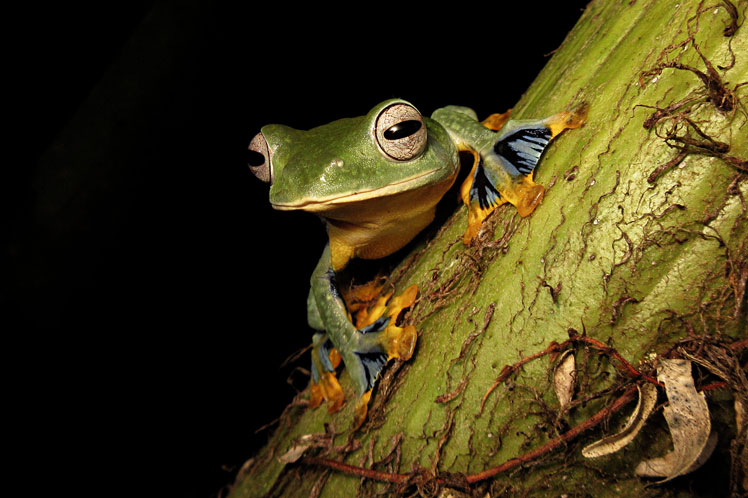 Летающая лягушка, планирующая лягушка (flying frog or gliding frog)