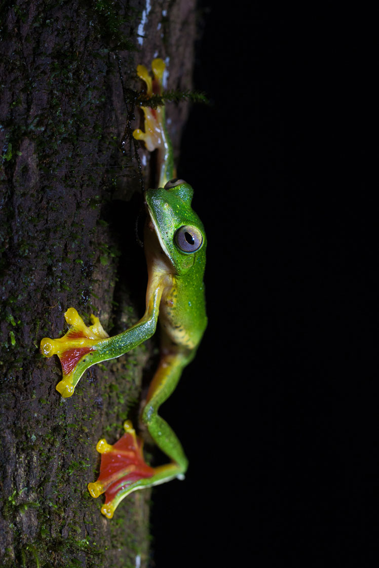 Летающая лягушка, планирующая лягушка (flying frog or gliding frog)