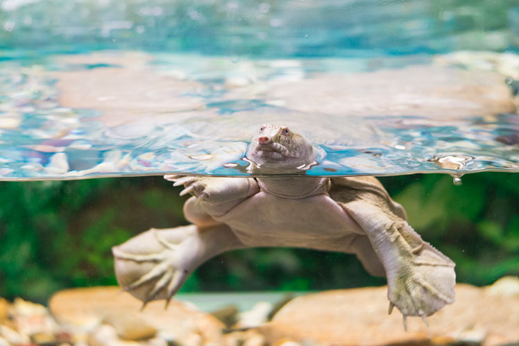 Свиноносая черепаха или черепаха Флай-Ривер (pig-nosed turtle, Fly River turtle), также известная как черепаха с ямчатым панцирем