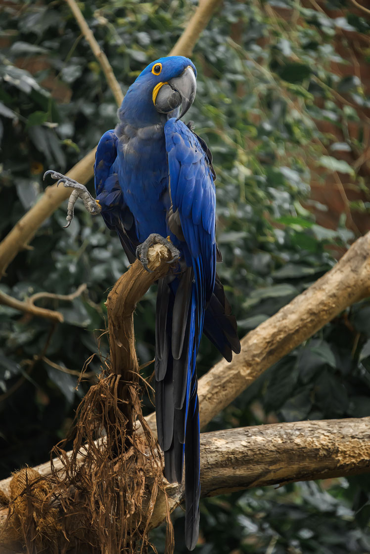 Гіацинтовий ара (hyacinth macaw)