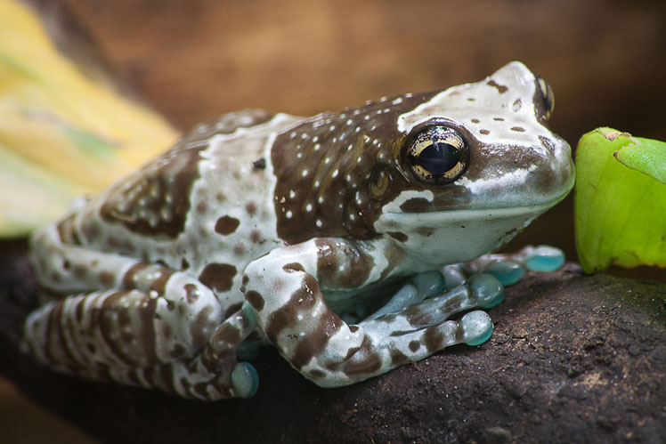 Амазонська молочна жаба (amazon milk frog)