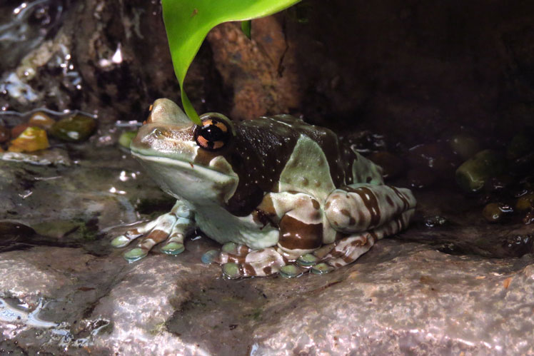 Амазонська молочна жаба (amazon milk frog)