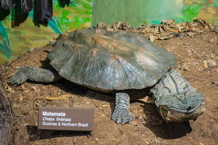 Мата-мата (або бахромчаста черепаха, також матамата або мата мата)