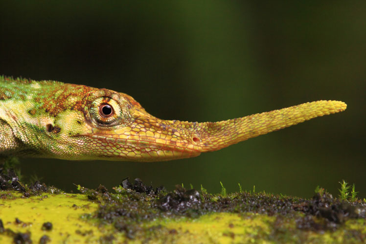 Хоботный анолис, широко известен как ящерица Пиноккио (Pinocchio lizard)