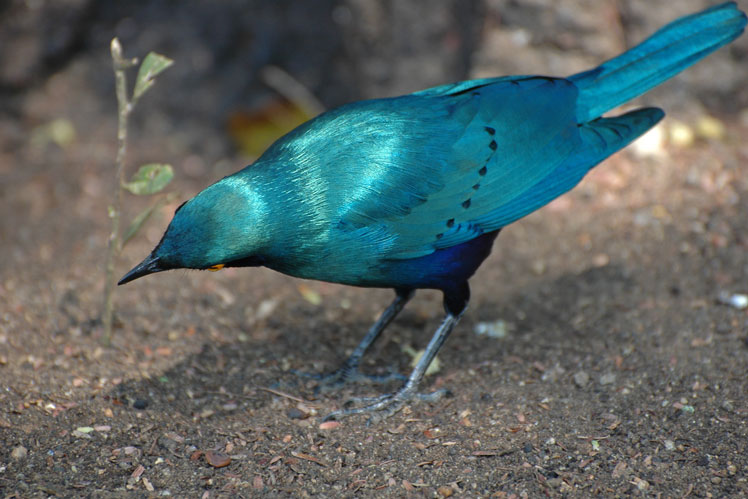 Стальной блестящий скворец (greater blue-eared starling)
