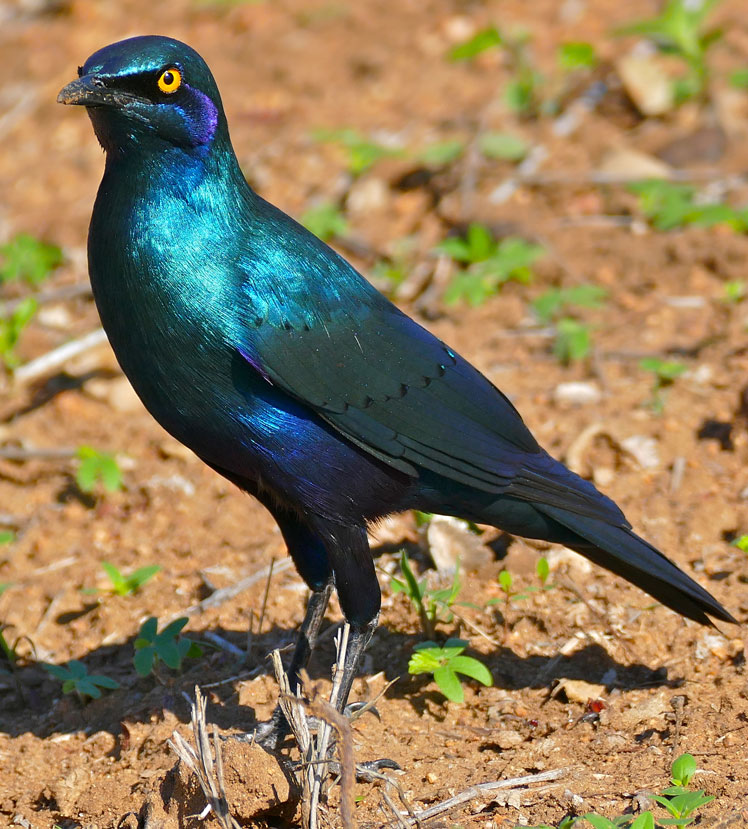 Стальной блестящий скворец (greater blue-eared starling)