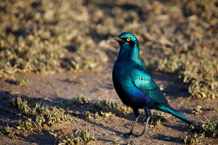 Стальной блестящий скворец (greater blue-eared starling)