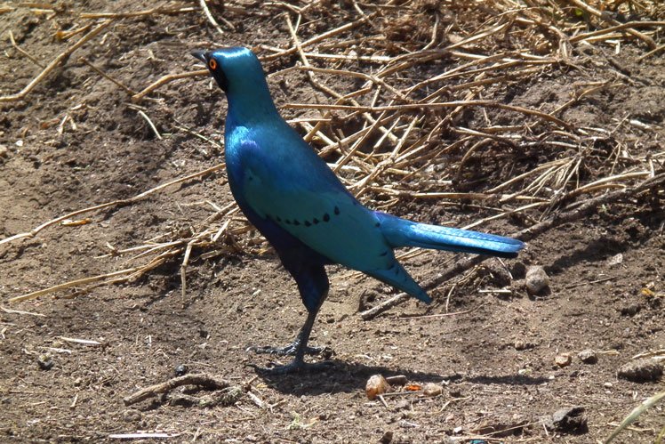 Стальной блестящий скворец (greater blue-eared starling)