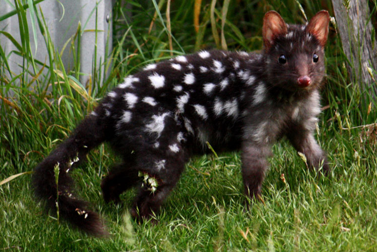 Крапчатая сумчатая куница, или восточный кволл (eastern quoll)