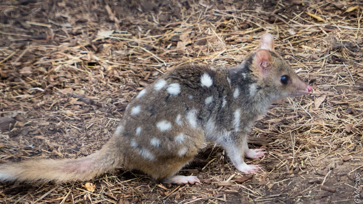 Крапчатая сумчатая куница, или восточный кволл (eastern quoll)