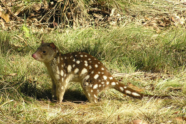 Крапчатая сумчатая куница, или восточный кволл (eastern quoll)