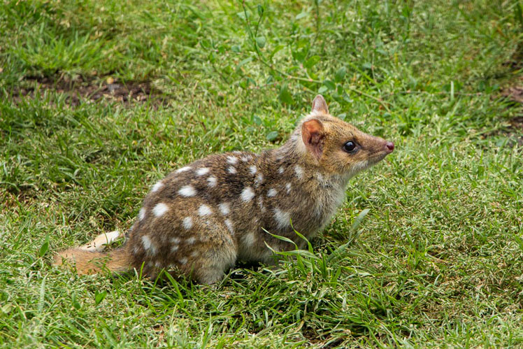 Крапчатая сумчатая куница, или восточный кволл (eastern quoll)
