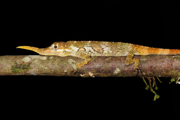 Хоботный анолис, широко известен как ящерица Пиноккио (Pinocchio lizard)