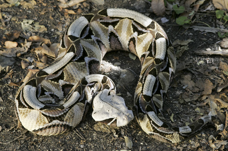 Габонская гадюка или кассава (Gaboon viper)