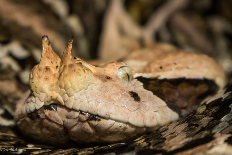 Габонская гадюка или кассава (Gaboon viper)