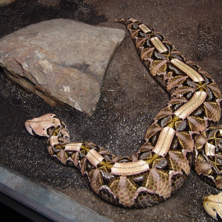Габонская гадюка или кассава (Gaboon viper)