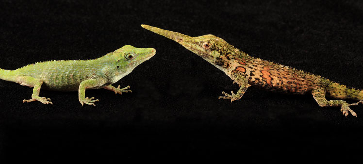 Хоботный анолис, широко известен как ящерица Пиноккио (Pinocchio lizard)