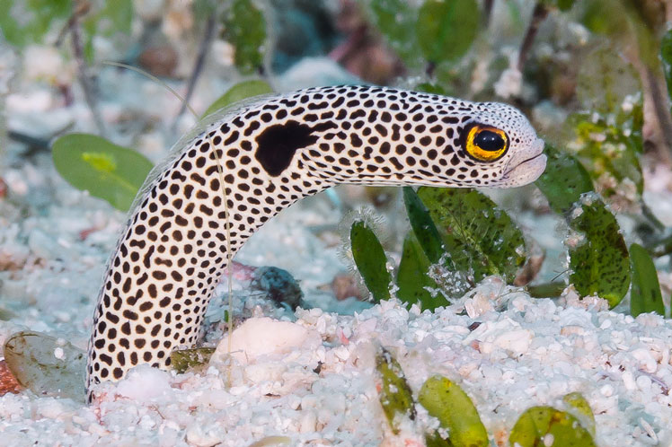 Садовые угри (garden eels)