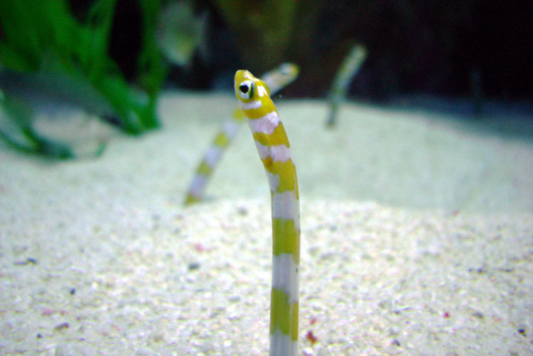 Садовые угри (garden eels)